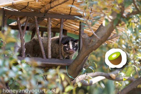 上野動物園 マレーグマ舎