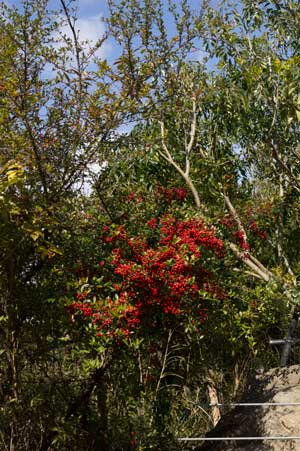 1701noichi2pirakansa