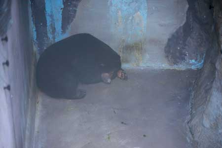 のいち動物公園　マレーグマ　タオチイ