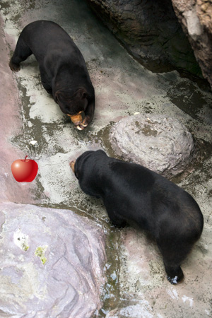 のいち動物公園 マレーグマ ワンピイ タオチイ