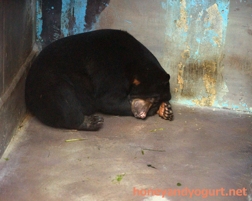 のいち動物公園 マレーグマ タオチイ