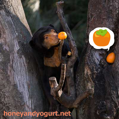 上野動物園　マレーグマ　キョウコ