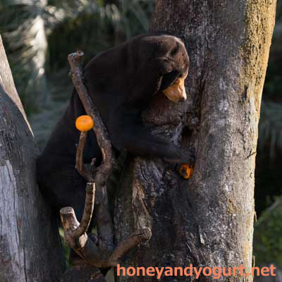上野動物園　マレーグマ　キョウコ