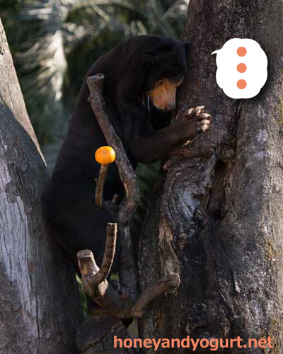 上野動物園　マレーグマ　キョウコ