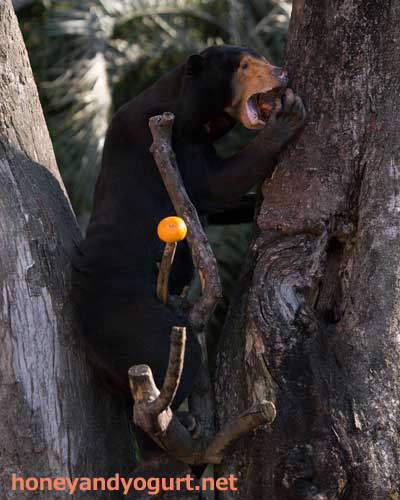 上野動物園　マレーグマ　キョウコ