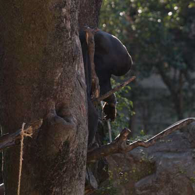 上野動物園　マレーグマ　キョウコ