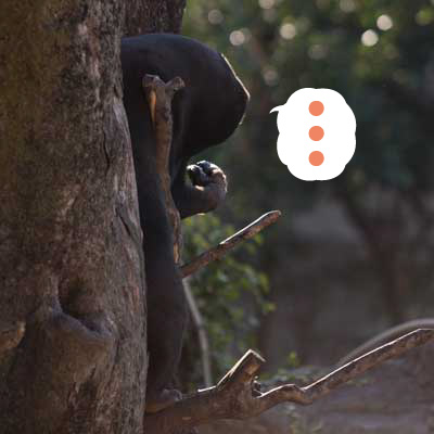 上野動物園　マレーグマ　キョウコ