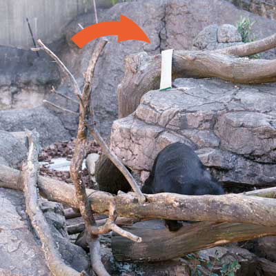 上野動物園 マレーグマ モモコ