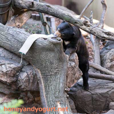 上野動物園 マレーグマ モモコ