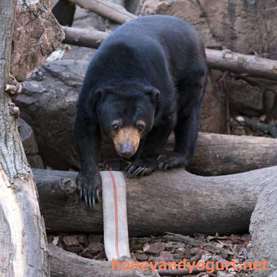 上野動物園 マレーグマ モモコ
