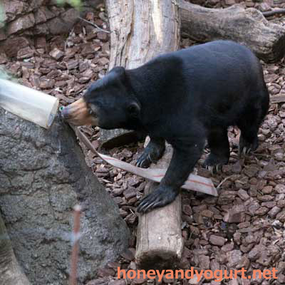 上野動物園 マレーグマ モモコ