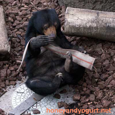 上野動物園 マレーグマ モモコ