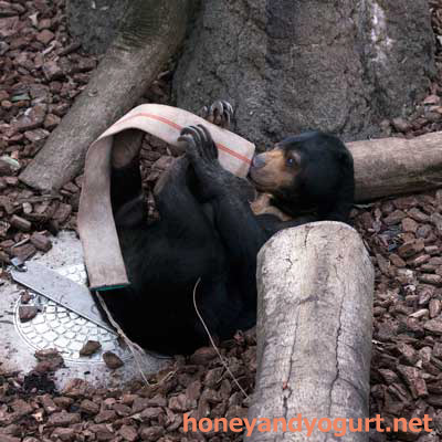 上野動物園 マレーグマ モモコ