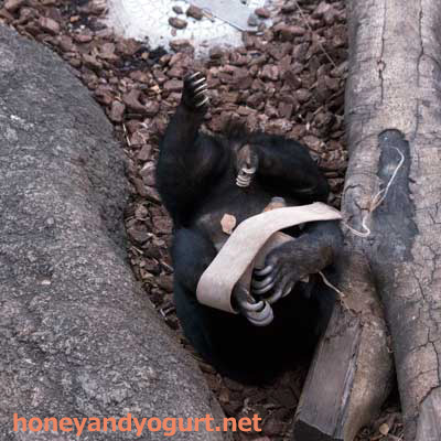 ツン、ツクツクツクツン