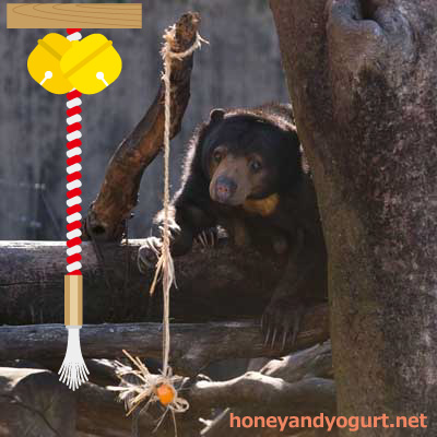 上野動物園 マレーグマ モモコ