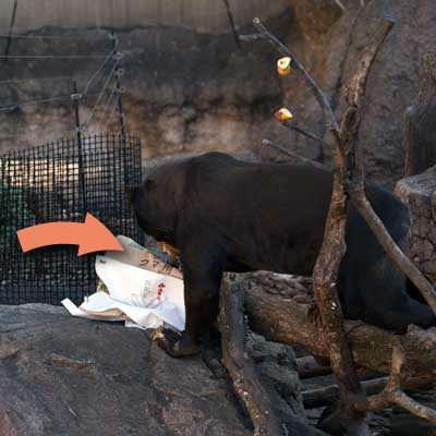 上野動物園　マレーグマ　アズマ
