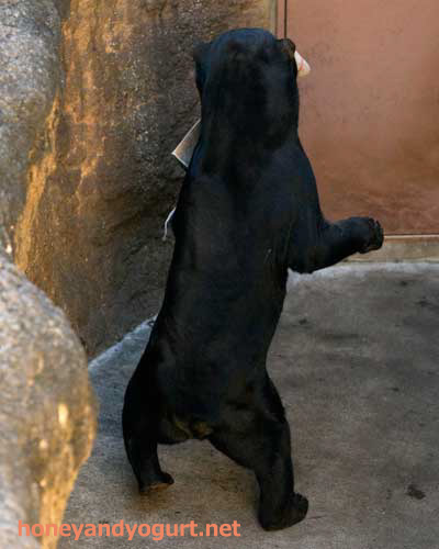上野動物園　マレーグマ　アズマ