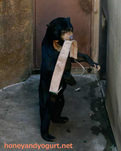 上野動物園　マレーグマ　アズマ