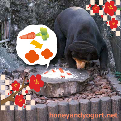 上野動物園　マレーグマ　キョウコ