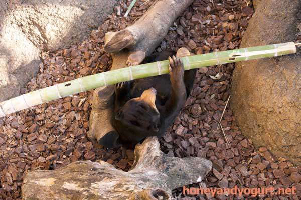 上野動物園　マレーグマ　キョウコ