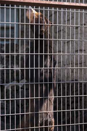 甲府市 遊亀公園附属動物園