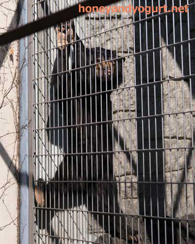 甲府市遊亀公園附属動物園 マレーグマ サクラ