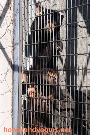 甲府市 遊亀公園附属動物園 マレーグマ サンディ サクラ