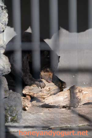 甲府市 遊亀公園附属動物園 マレーグマ サクラ