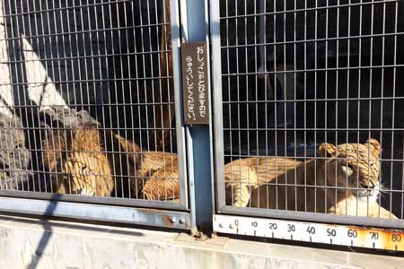 遊亀公園附属動物園 ライオン