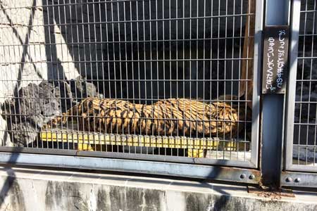 甲府市 遊亀公園附属動物園 トラ