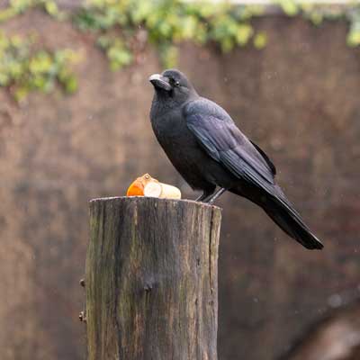 上野動物園 マレーグマ舎