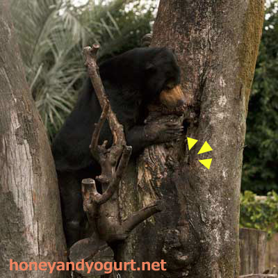 上野動物園 マレーグマ モモコ
