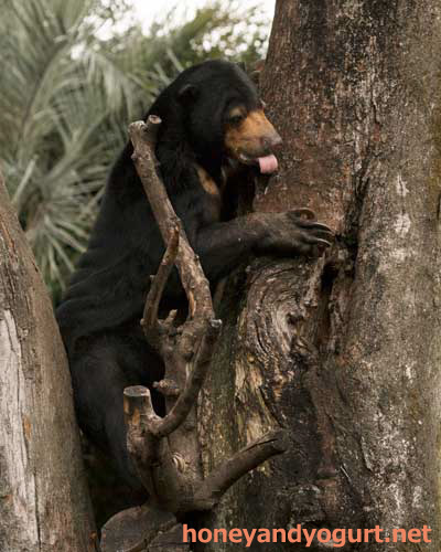 上野動物園 マレーグマ モモコ