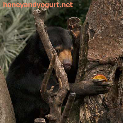 上野動物園 マレーグマ モモコ