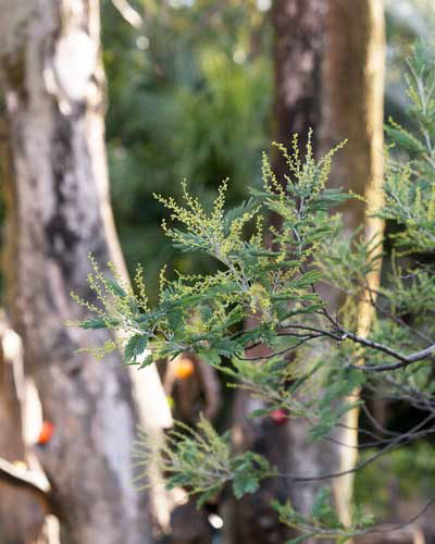 上野動物園 マレーグマ舎