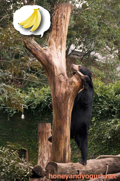 上野動物園 マレーグマ フジ