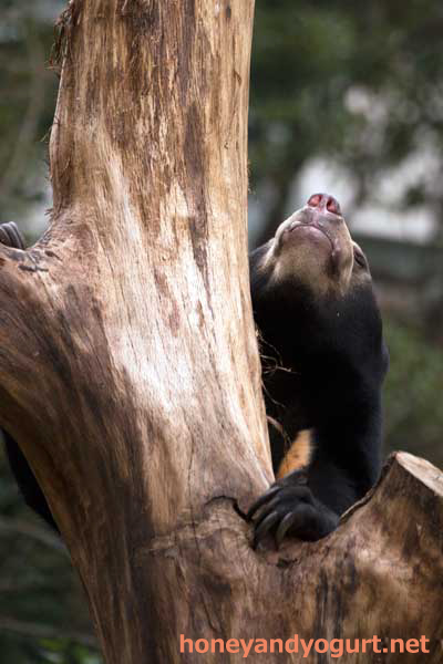 上野動物園 マレーグマ フジ