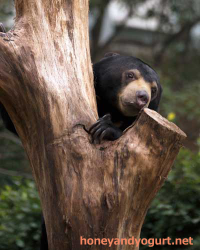 上野動物園 マレーグマ フジ