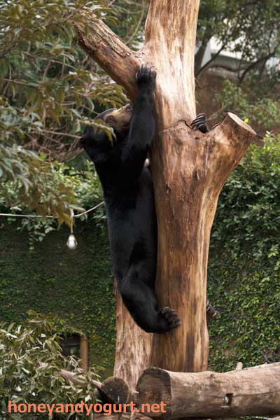 上野動物園 マレーグマ フジ