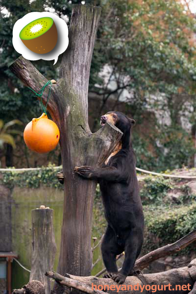 上野動物園 マレーグマ アズマ