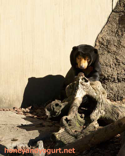 上野動物園　マレーグマ　キョウコ