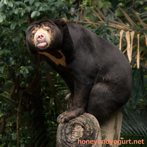 のいち動物公園　マレーグマ　タオチイ