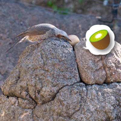 上野動物園 マレーグマ モモコ