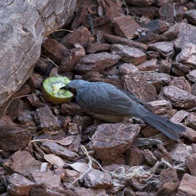 上野動物園 マレーグマ舎