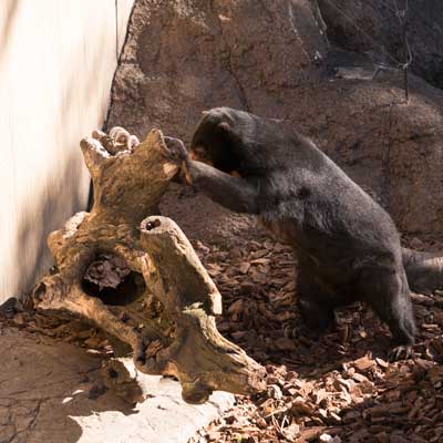 上野動物園 マレーグマ モモコ