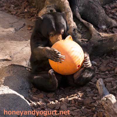 上野動物園 マレーグマ モモコ