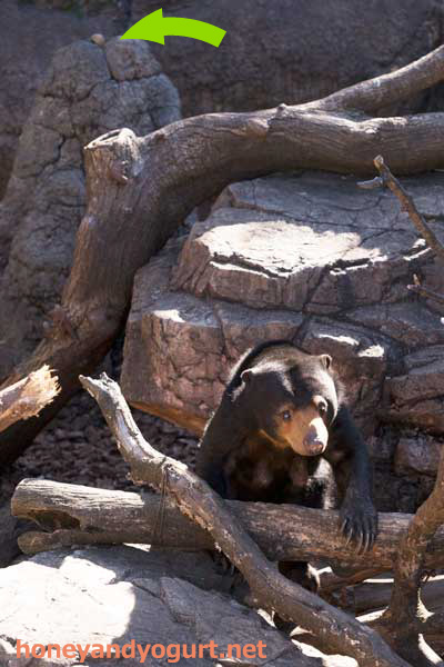 上野動物園 マレーグマ モモコ