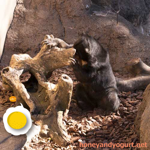 上野動物園 マレーグマ モモコ