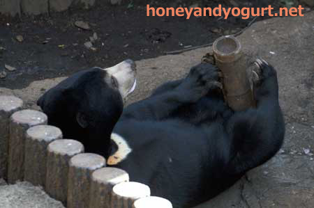 上野動物園 マレーグマ フジ