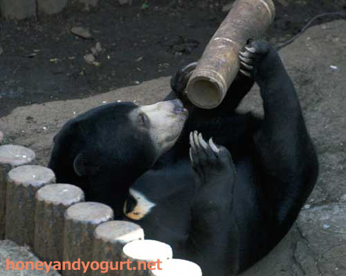 上野動物園 マレーグマ フジ